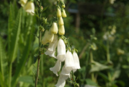 Digitalis purpurea 'Alba' Vingerhoedskruid bestellen